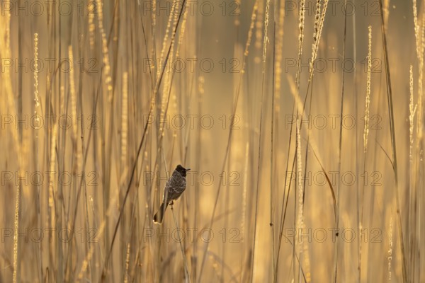 Red-vented bulbul (Pycnonotus cafer), in tall grass, Bandhavgarh National Park, Bahannara, Manpur,