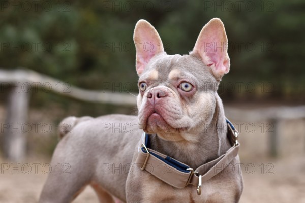 Portrait of cute New Shade Isabella orange Tan colored French Bulldog with wide pull stop dog