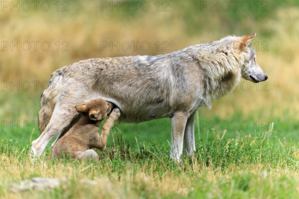 Pup scratching itself while sucking, next to its mother, Timberwolf, wolf, American wolf, (Canis