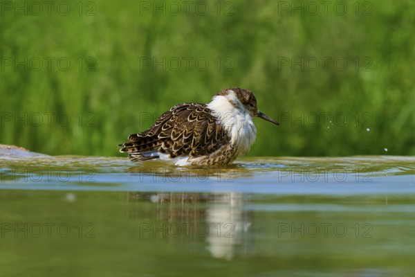 Bird gently swimming in calm water with green background, Ruff (Calidris pugnax), Spring, France