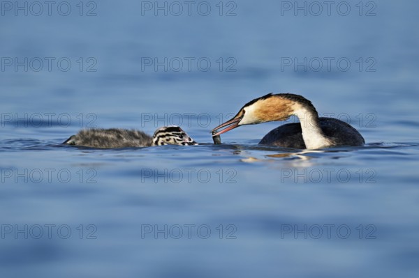 Great Crested Grebe (Podiceps Scalloped ribbonfish), feeding a chick with fish, swimming in the