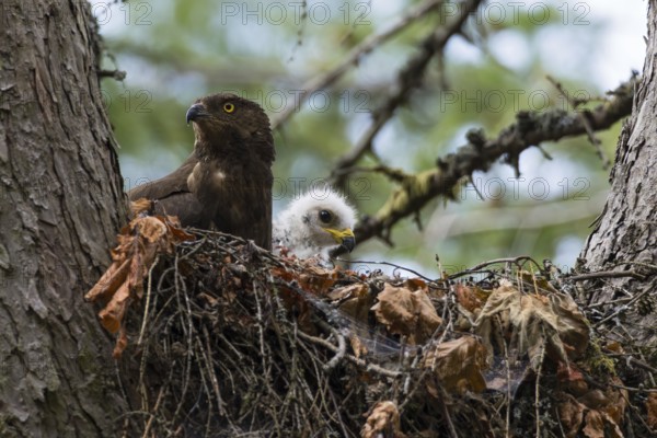 European Honey Buzzard (Pernis apivorus) adult with chick in nest, Hesse, Germany