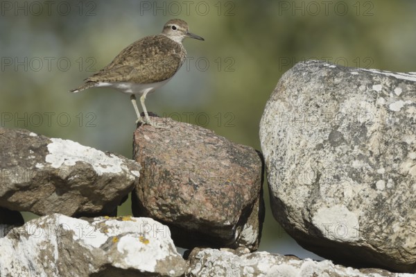 Common Sandpiper (Actitis hypoleucos), Sweden