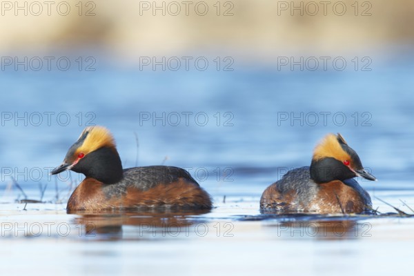 Horned Grebe (Podiceps auritus) pair, Myvatn, Iceland