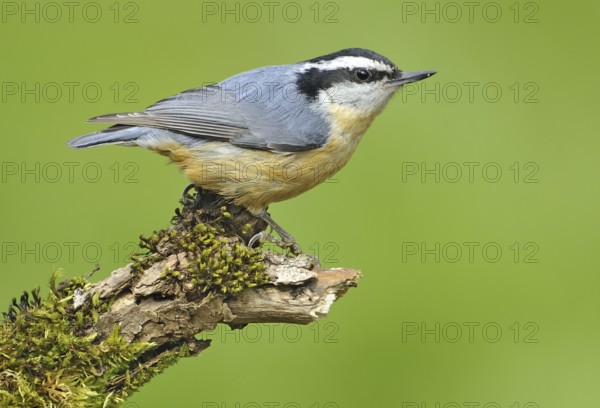 Red-breasted Nuthatch (Sitta canadensis), British Columbia, Canada