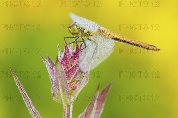 Blutrote Heidelibelle weiblich, Sympetrum sanguineum feminam, Gewöhnlicher Blutweiderich, Lythrum
