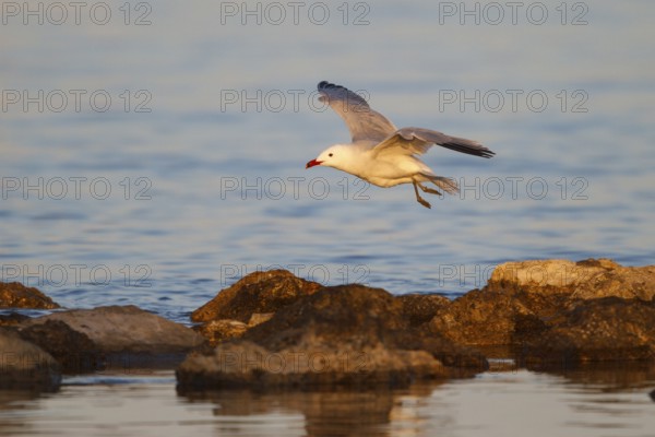 Audouin's Gull (Ichthyaetus audouinii) flying, Mallorca, Spain