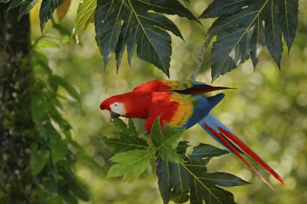 Red parrot in green vegetation. Scarlet Macaw, Ara macao, in dark green tropical forest, Costa