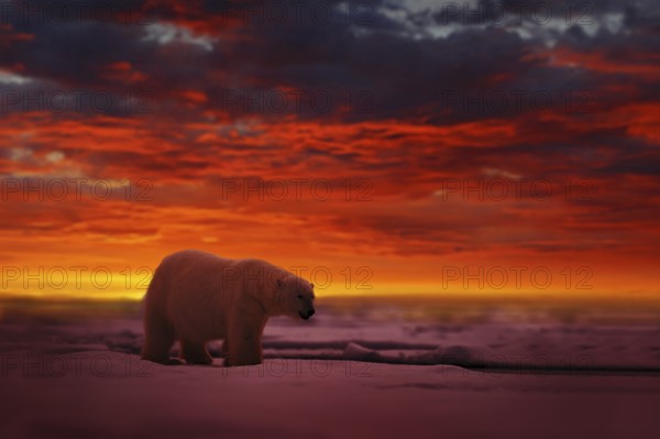 Polar Bear (Ursus maritimus) adult on snowy drift ice in spectacular sunset with red evening sky,