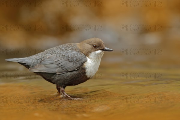 White-throated Dipper, Cinclus cinclus, brown bird with white throat in the river, waterfall in the