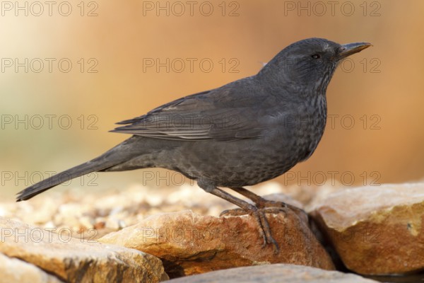 Common Blackbird (Turdus merula) female, Alicante, Spain