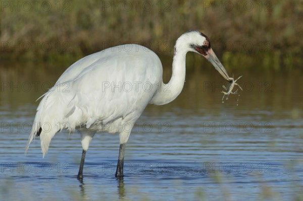 Whooping Crane (Grus americana), Texas, USA