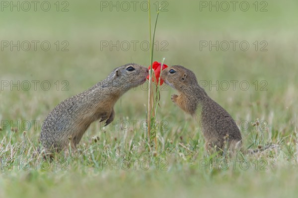 European Ground Squirrel (Spermophilus citellus) two smelling on read poppy (Papaver rhoeas),