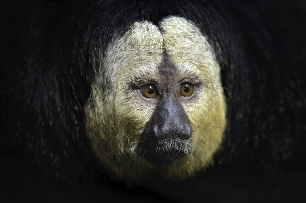White-faced Saki, Pithecia pithecia, detail portrait of dark black monkey with white face, animal