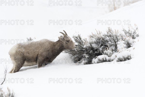 Bighorn Sheep (Ovis canadensis) female feeding in snowy countryside, Yellowstone National Park,