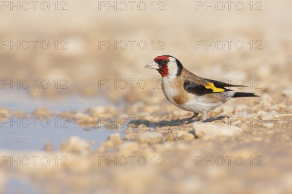 European Goldfinch - Stieglitz - Carduelis carduelis ssp. balcanica, Croatia, adult male