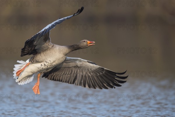 Greylag Goose (Anser anser) flying, Lower Saxony, Germany