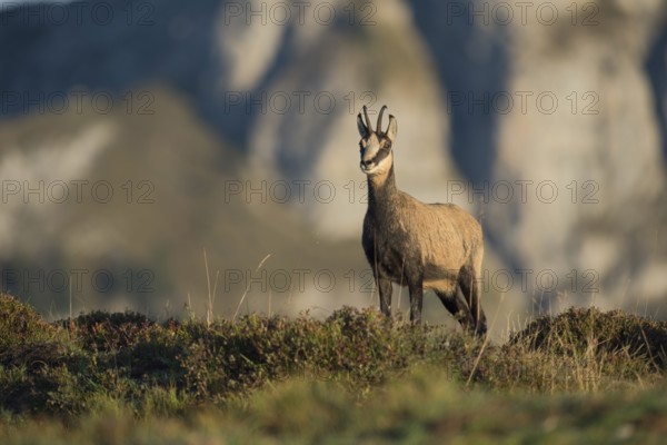 Chamois (Rupicapra rupicapra) adult standing on mountain meadow, Switzerland