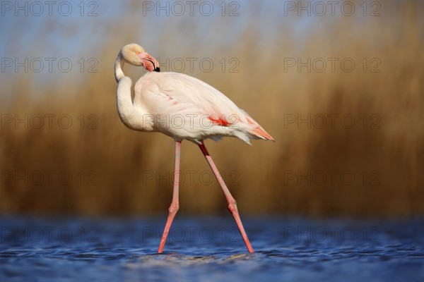 Greater Flamingo, Phoenicopterus ruber, beautiful pink big bird cleaning plumage in dark blue