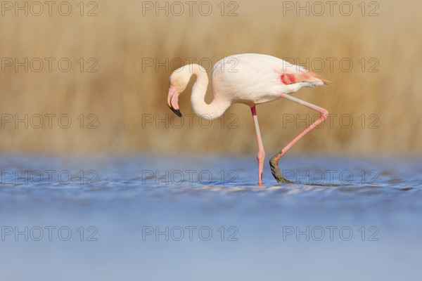 Flamingo walk in water. Wildlife animal scene from nature. Flamingo in nature habitat. Beautiful