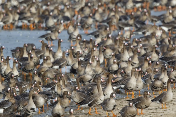 Greater White-fronted Goose (Anser albifrons) huge flock resting in water, North Rhine-Westphalia,