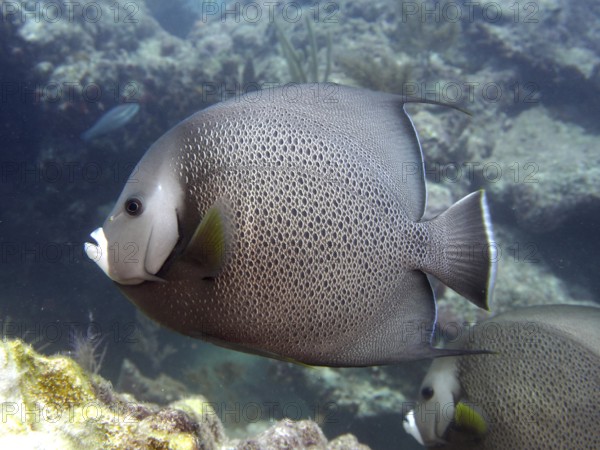 Gray angelfish (Pomacanthus arcuatus) swimming along the coral reef in the clear water. Dive site
