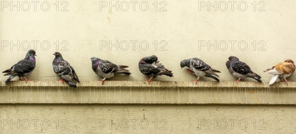 Several pigeons perch along a ledge on a stone facade in Lausanne. They take a break, preening