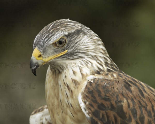 Ferruginous Hawk (Buteo regalis), non-releasable rescue at a licenced wildlife care facility