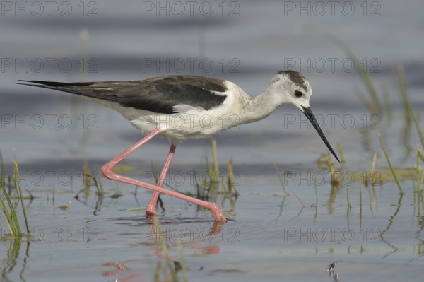 Black-winged Stilt (Himantopus himantopus), Austria