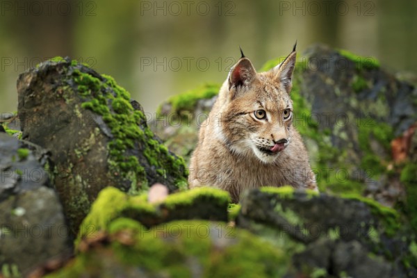 Lynx in the forest. Walking Eurasian wild cat on green mossy stone, green trees in background. Wild