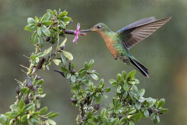 Great Saphirewing (Pterophanes cyanopterus) flying while feeding at a flower in the Andes Mountains