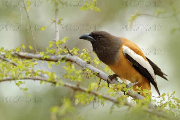 Rufous Treepie, Dendrocitta vagabunda, detail portrait of bird from Ranthambore, India forest, tree