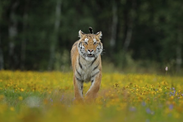 Tiger with yellow flowers. Siberian tiger in beautiful habitat. Amur tiger sitting in the grass.