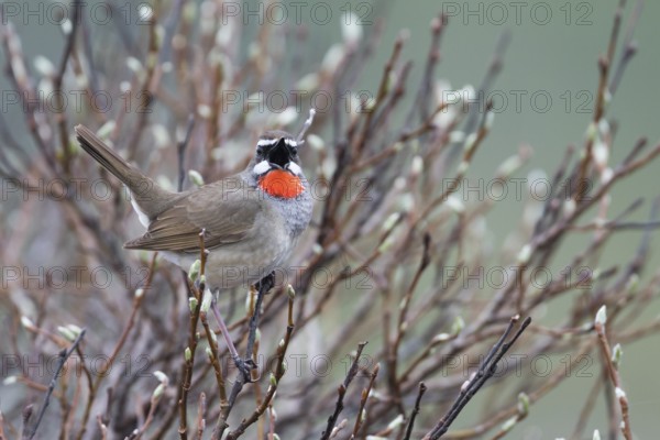 Siberian Rubythroat - Rubinkehlchen - Luscinia calliope, Russia (Ural), adult male