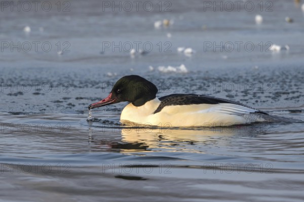 Common Merganser (Mergus merganser) male simming on an ice edge, Mecklenburg-Western Pomerania,