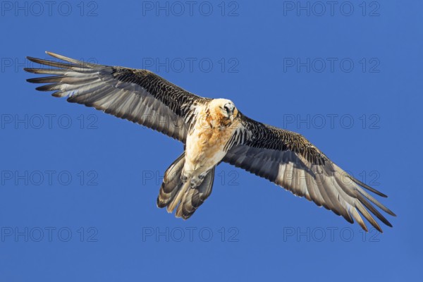 Bearded Vulture (Gypaetus barbatus) flying, Valais, Switzerland