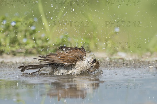 Red-backed Shrike (Lanius collurio) female bathing, Aosta Valley, Italy