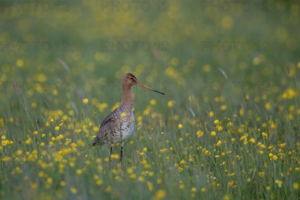 Black-tailed Godwit (Limosa limosa) on grassland with flowering meadow buttercup (Ranunculus
