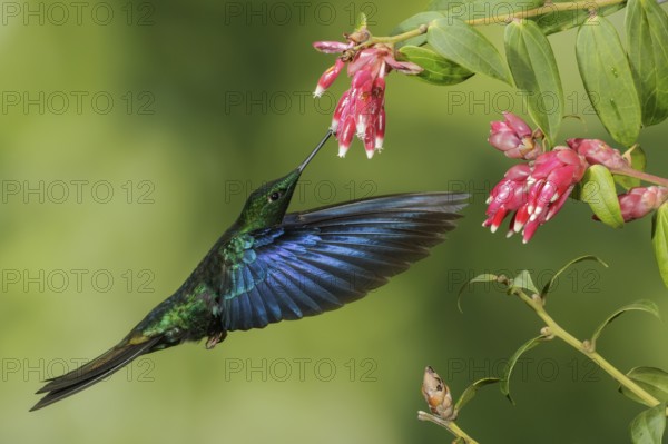 Great Saphirewing (Pterophanes cyanopterus) flying and feeding at a flower in the mountains of