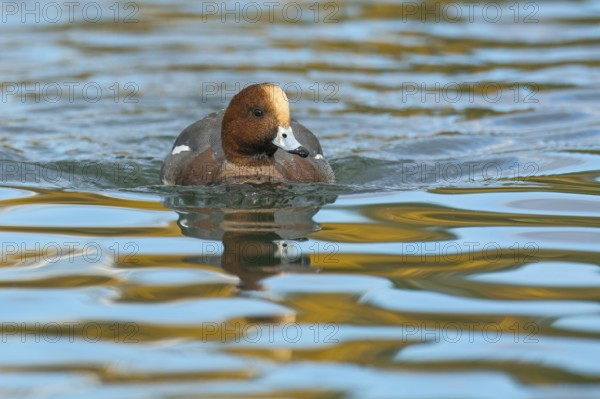 Eurasian Wigeon (Mareca penelope) male, Arizona, USA