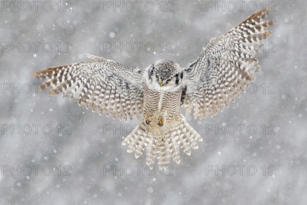 Snow winter scene with flying owl. Hawk Owl in fly with snowflake during cold winter. Wildlife