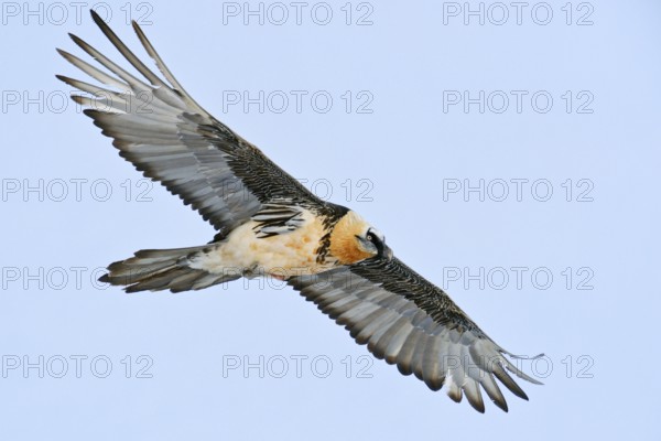 Majestic... Bearded vulture (Gypaetus barbatus) soaring in front of a soft blue sky over the Swiss