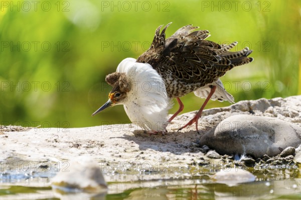 A bird observing its surroundings by the water in a green landscape, ruff (Calidris pugnax, Syn.:
