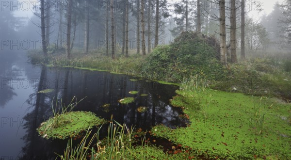 Ballmoos forest reserve, raised bog in the fog, Lieliwald, Lindenberg, Horben, Canton Lucerne,