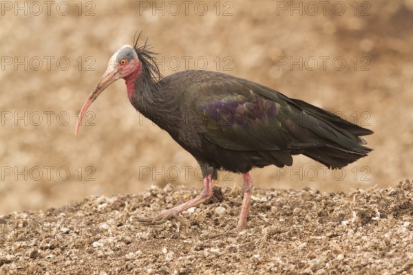 Northern Bald Ibis (Geronticus eremita), Morocco