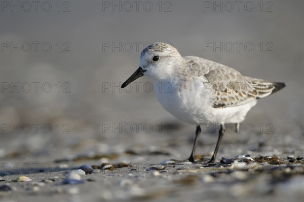 Sanderling (Calidris alba), Sanderling, Altvogel im Schlichtkleid, am Strand der Ostsee, auf
