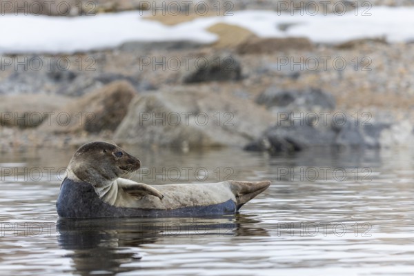Harbour seal (Phoca vitulina) lying on a stone in the water, Mammals (Mammalia), Smeerenburgbreen,