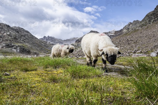 Two Valais Blacknose sheep (Ovis gmelini aries), high alpine mountain valley, Obere Senner Egete,
