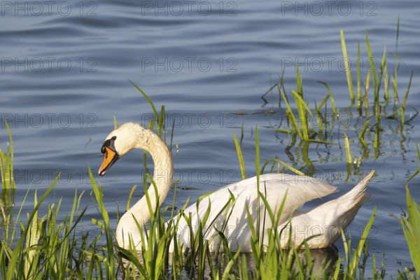 A Mute Swan (Cygnus olor) swimming on the shore of the Steinhuder Meer, animal photo, bird, bird