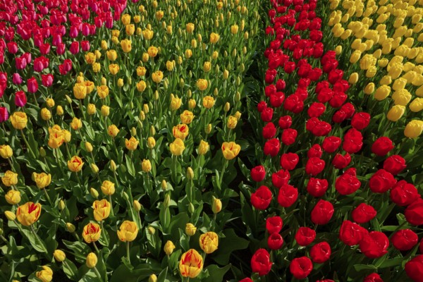 A magnificent bed of yellow and red tulips in a spring garden. The colours radiate in the sunlight,